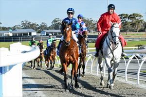 Alfa Oro returning to scale